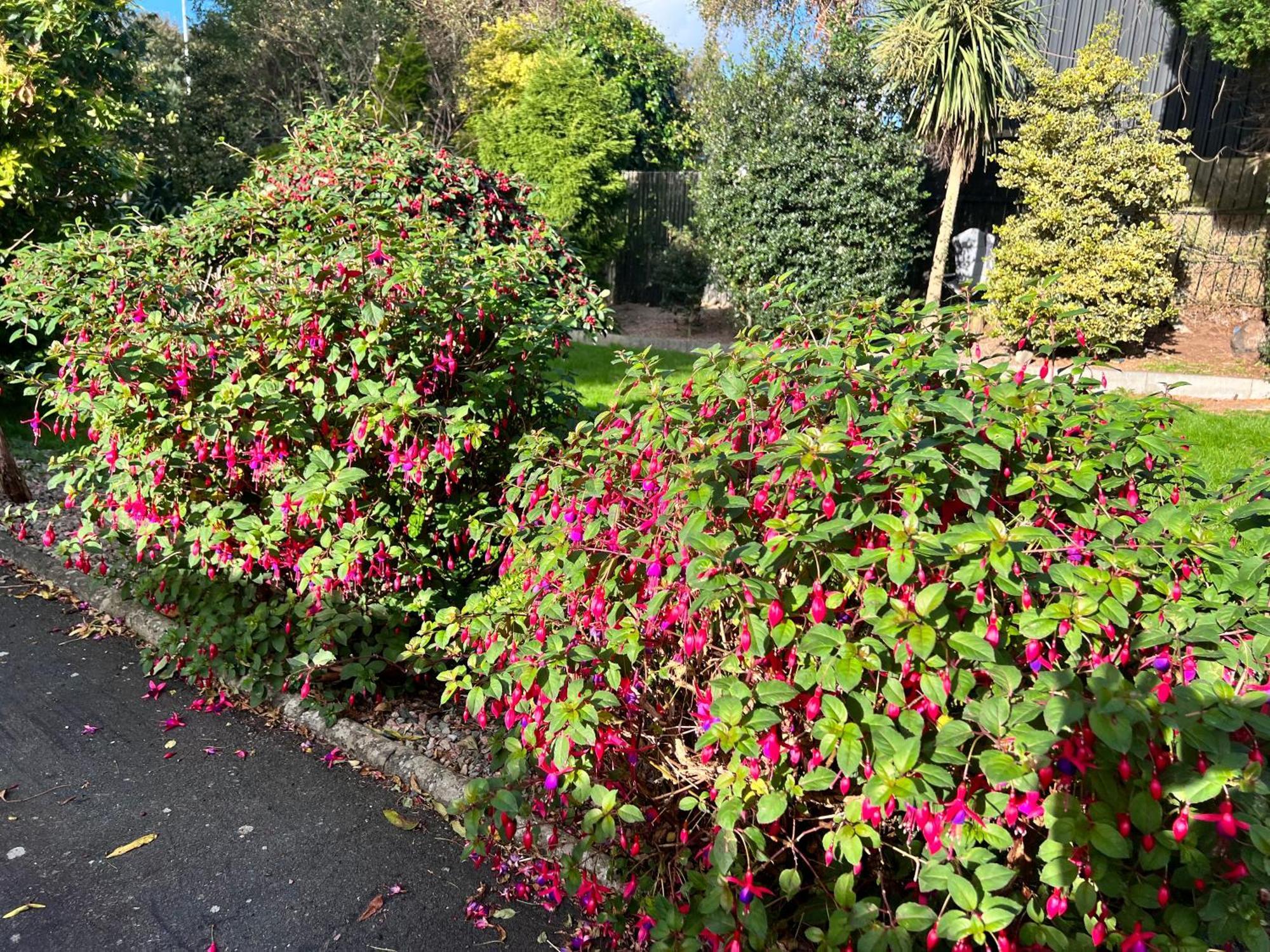 Ashfield Bed & Breakfast Belfast Zewnętrze zdjęcie